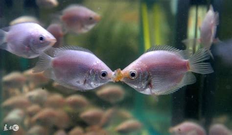 接吻魚飼養|接吻魚怎麼養才不容易死？